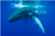海を自由に泳ぐザトウクジラ