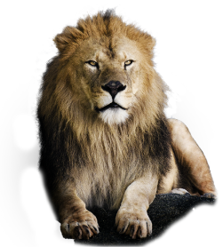 ライオンの画像