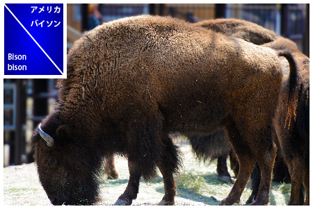 アメリカバイソン Bison bison