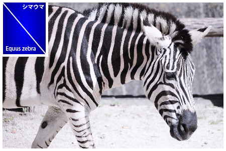 シマウマ Equus zebra 